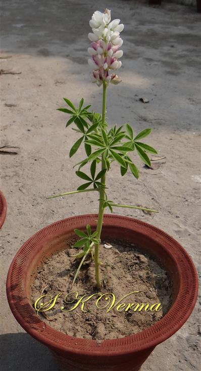  Plant